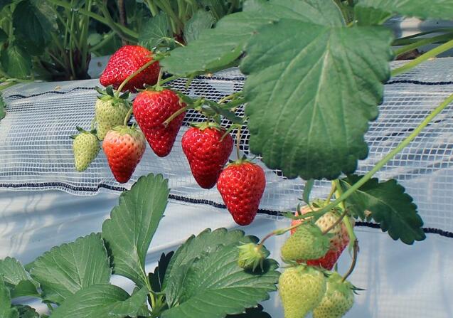 草莓新品种,脱毒草莓苗,新品种草莓苗,一代脱毒草莓苗,草莓新品种